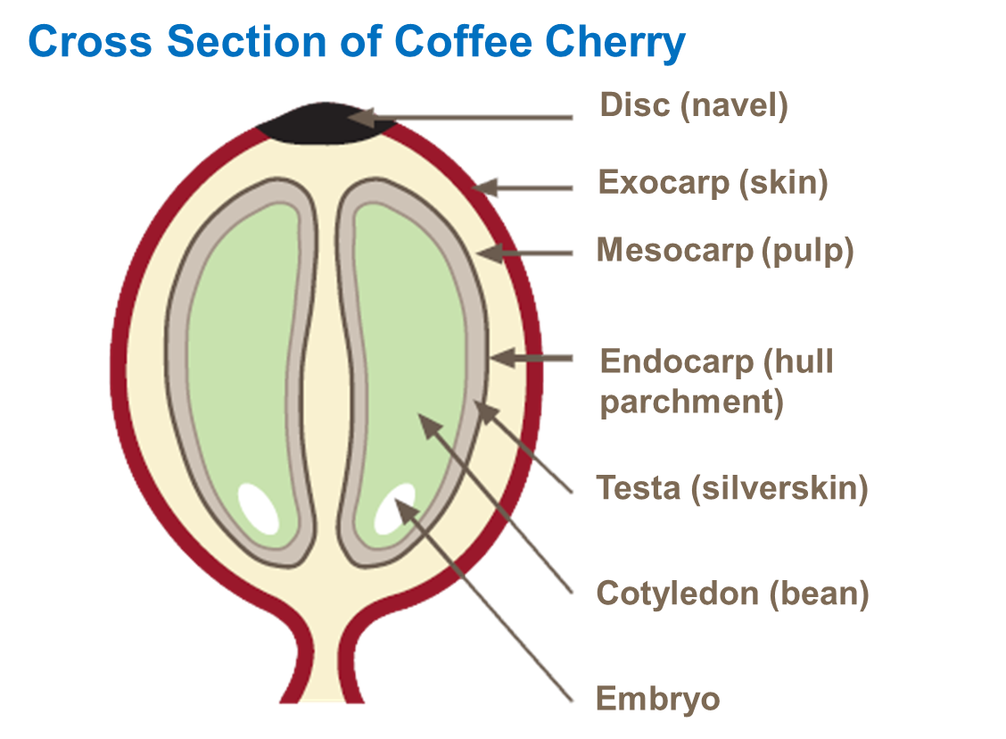 Coffee Glossary Yara Tanzania Coffee Glossary Yara Tanzania