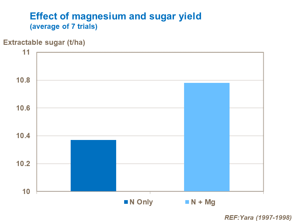 Effect of magnesium on sugar yield