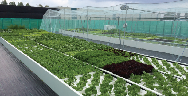 hydroponics-carbon-footprint.png