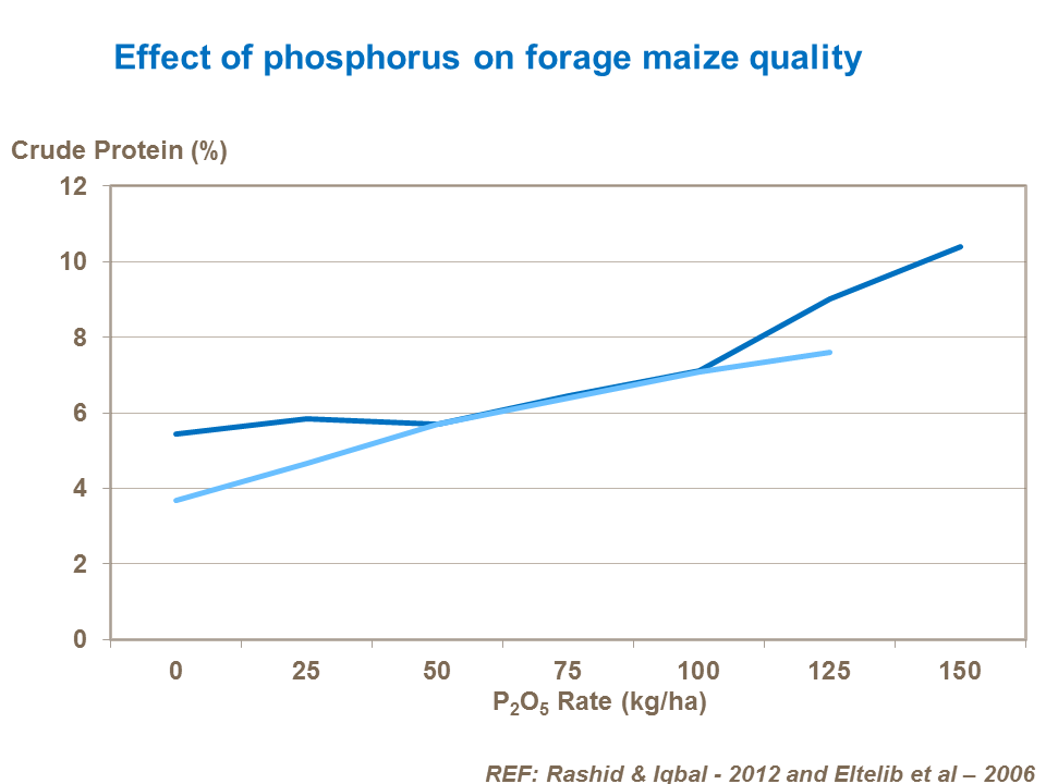 Effect of phosphorus on forage maize quality