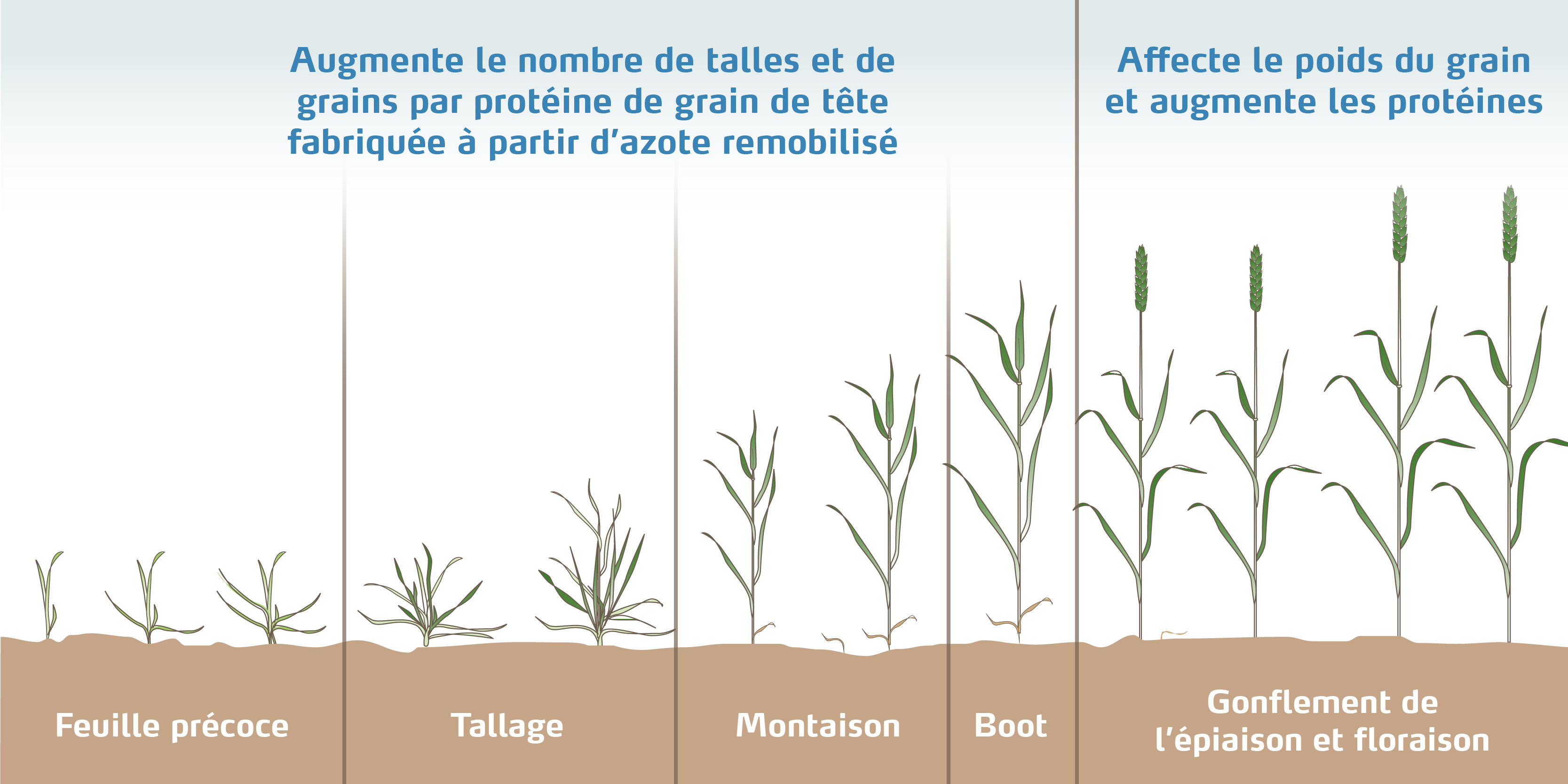 wheat-illustration-800x400-2019-06-19-french.jpg