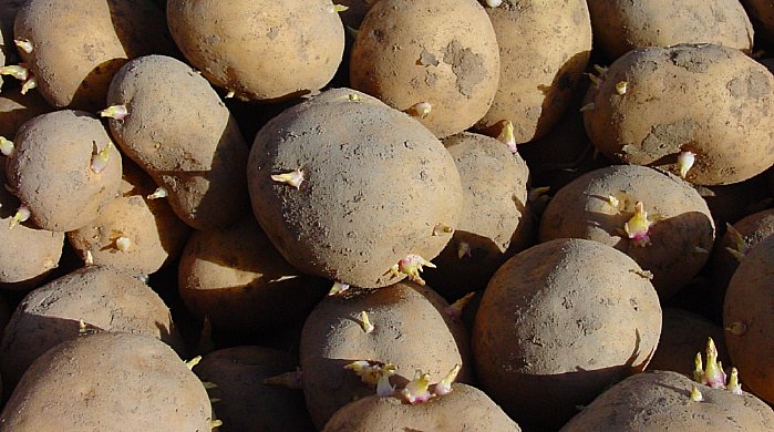 Les germes devraient &ecirc;tre inf&eacute;rieurs &agrave; 2 cm