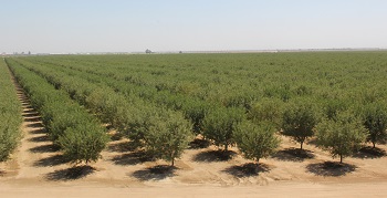 almond-carbon-footprint.jpg