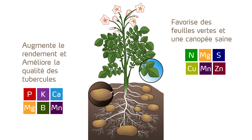 pomme de terre