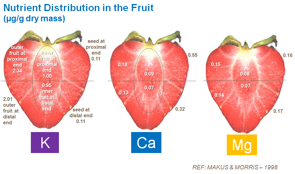 Nutrient distribution in strawberries