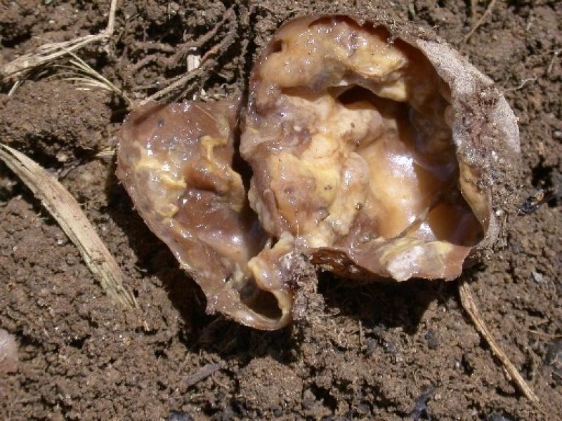potato-soft-rot-ca-deficiency.jpg