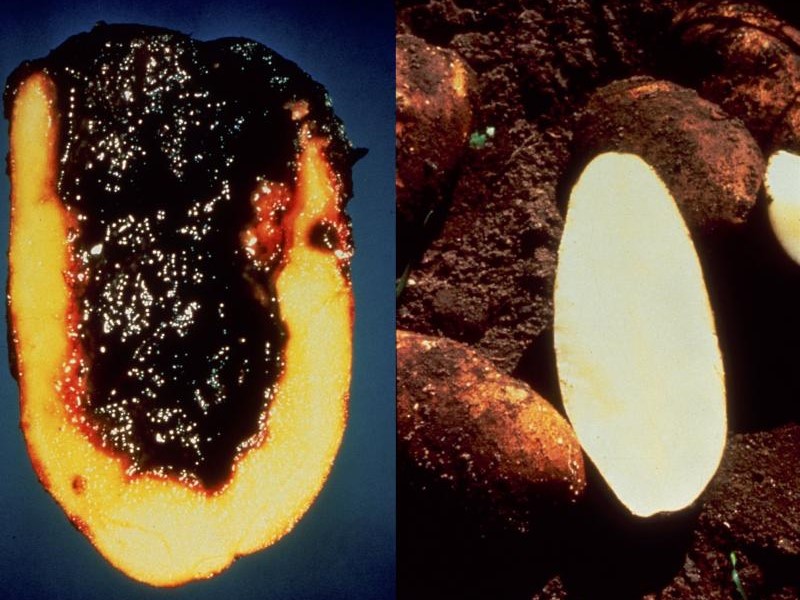 potato-storate-rot.jpg
