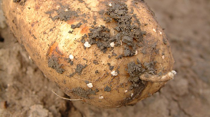 L&rsquo;arrosage excessif favorise le d&eacute;veloppement des lenticelles.