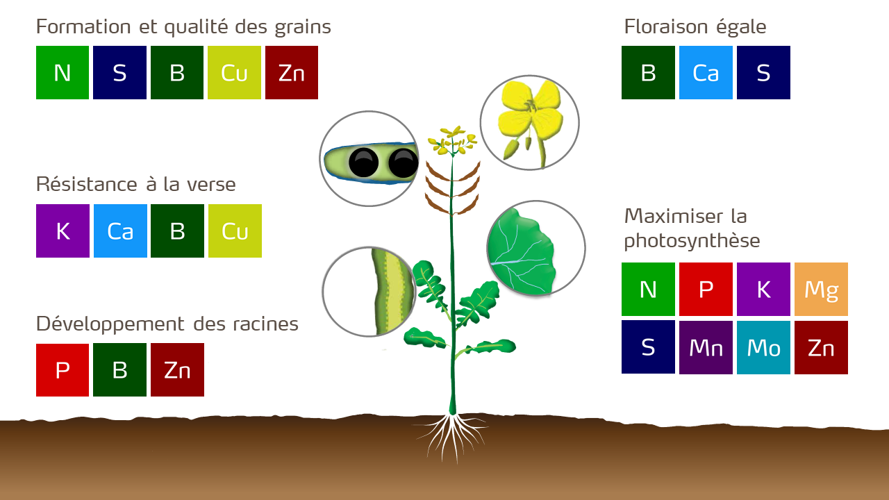 canola