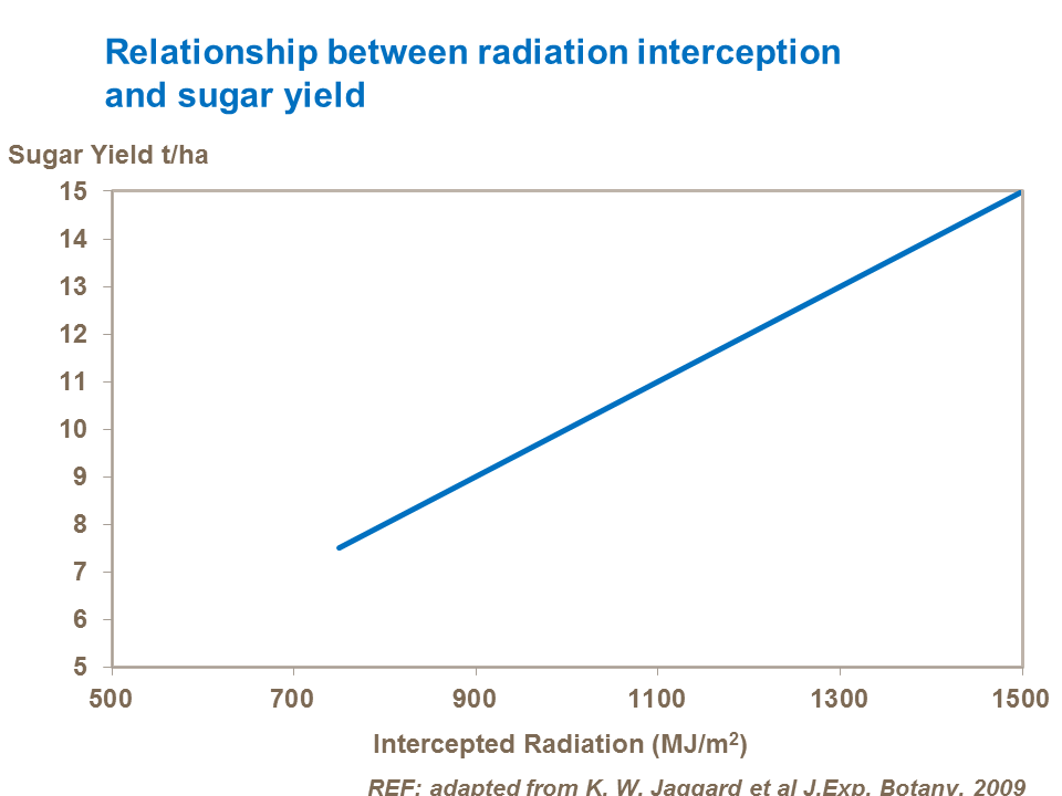 Relationship between radiation interception and sugar yield