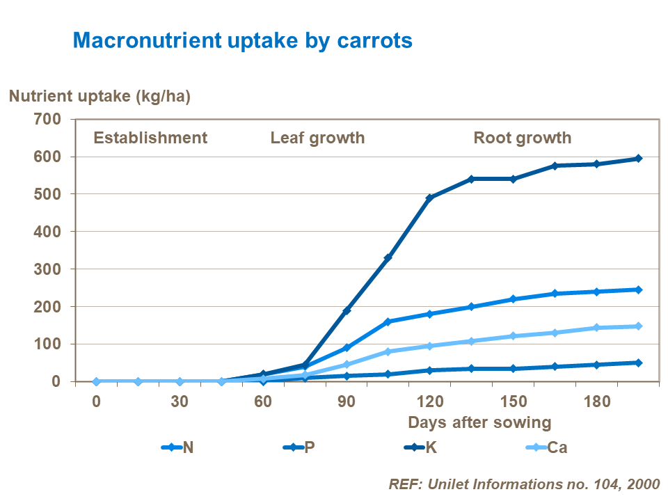 Nutrient uptake by carrot