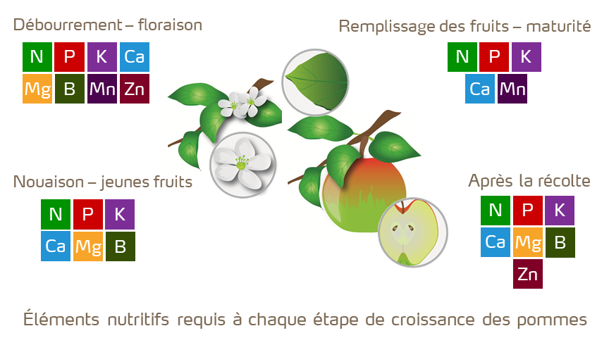 pomme illustration